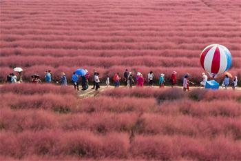 畅游&ldquo;粉红田野&rdquo;