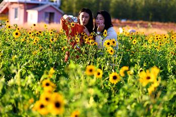 秋花爭艷鬥金秋