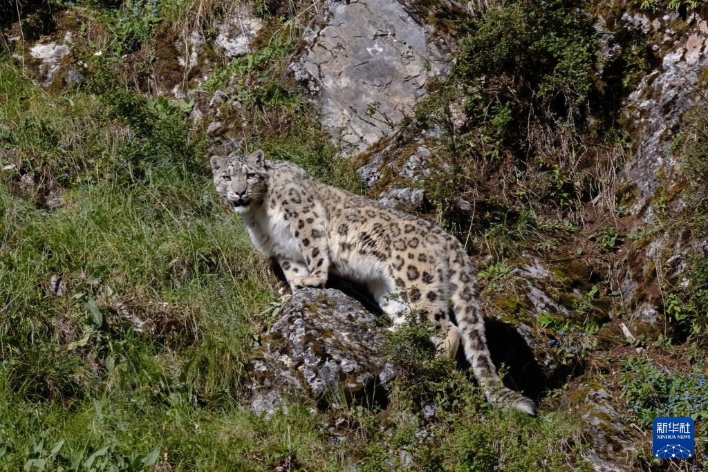昂赛大峡谷里的动物