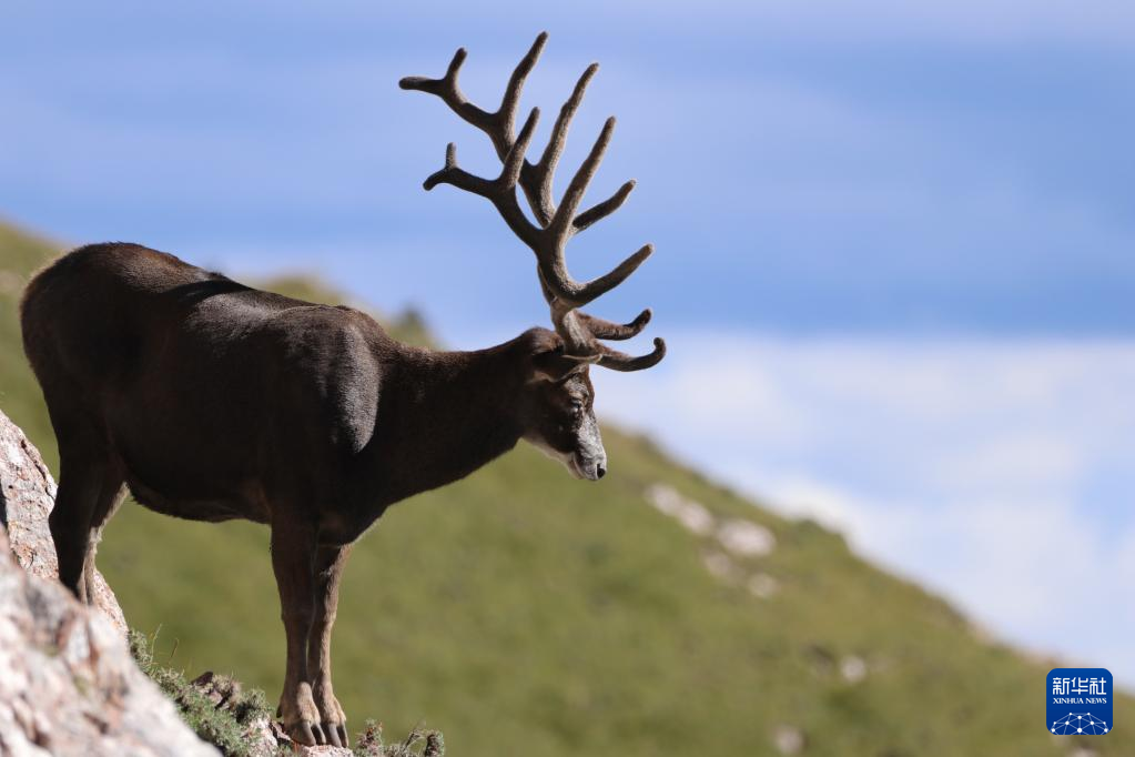 昂赛大峡谷里的动物