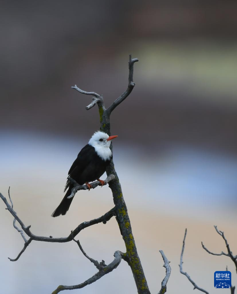 昂赛大峡谷里的动物