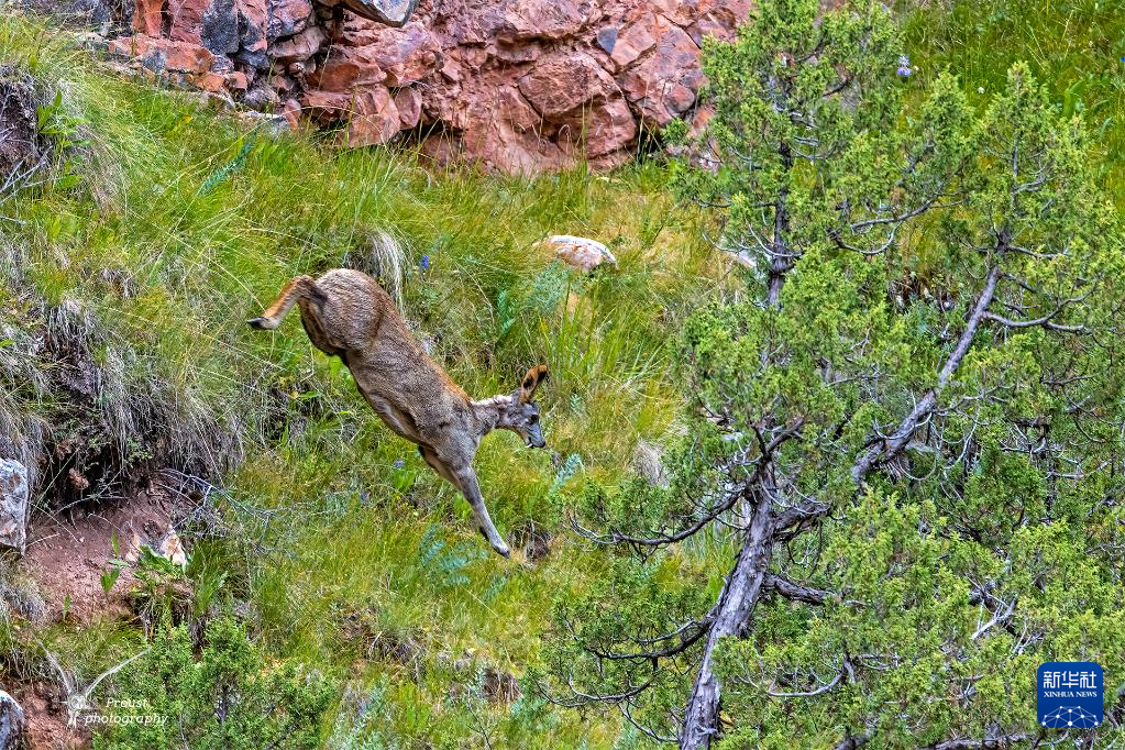 昂赛大峡谷里的动物