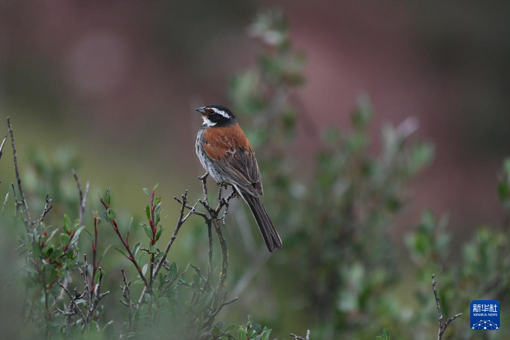 昂赛大峡谷里的动物