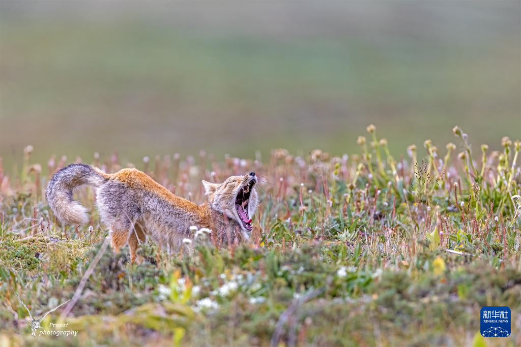 昂赛大峡谷里的动物