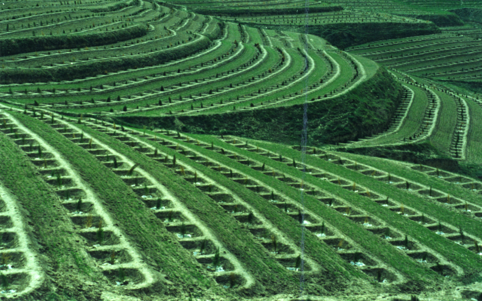 五部门联合发文巩固退耕还林还草成果