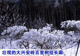 内蒙古：壮观的大兴安岭百里树挂长廊