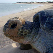 海龟筑巢和产卵