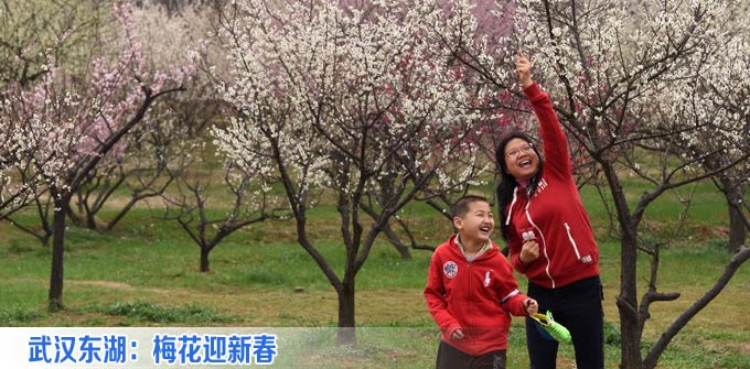 武汉东湖：梅花迎新春