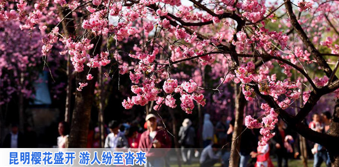 昆明樱花盛开 游人纷至沓来(组图)