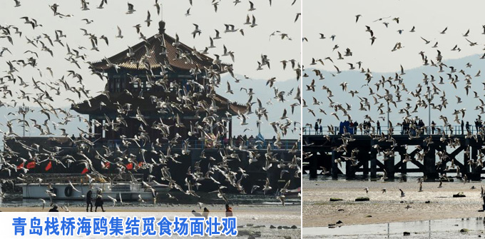 青岛栈桥海鸥集结觅食场面壮观(组图)
