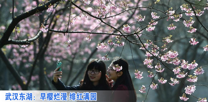 武汉东湖：早樱烂漫 绯红满园(组图)