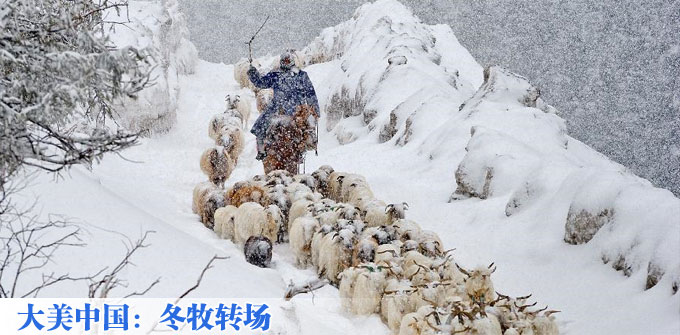大美中国：冬牧转场