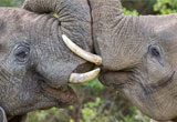 非洲大象用长鼻演绎"爱的抱抱"
