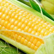 玉米