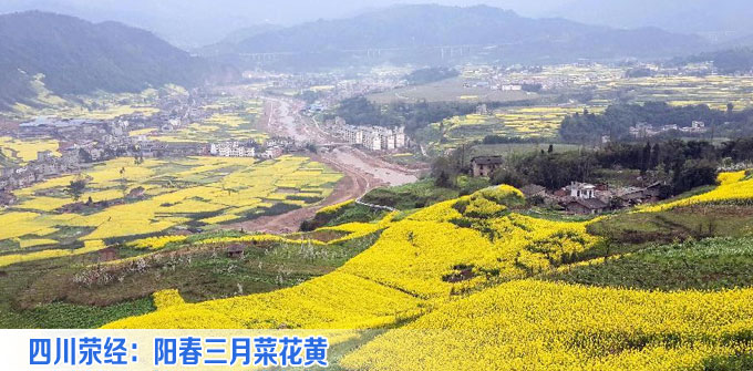 四川荥经：阳春三月菜花黄