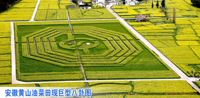 安徽黄山油菜田现巨型八卦图(组图)