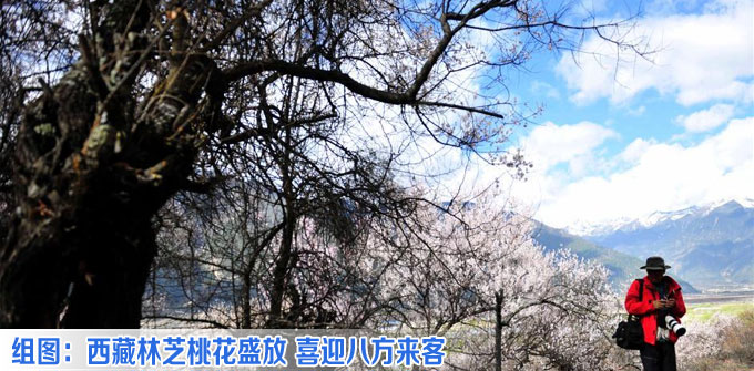 西藏林芝桃花盛放 喜迎八方来客