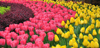 三八妇女节享乐 电影、赏花、游乐场