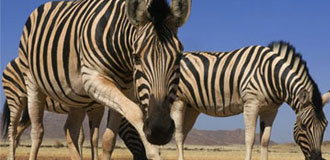 惊艳纳米比亚 感受不一样的旅程