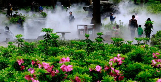 武汉东湖杜鹃花海迎客 &ldquo;仙气&rdquo;萦绕宛如幻境