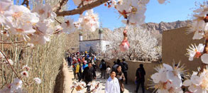 新疆：杏花盛开美若仙境