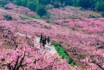 宁波奉化溪口 在那桃花盛开的地方