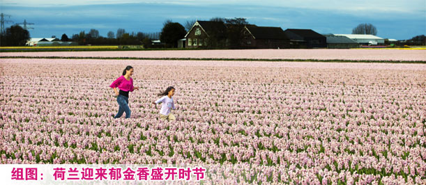 荷兰迎来郁金香盛开时节