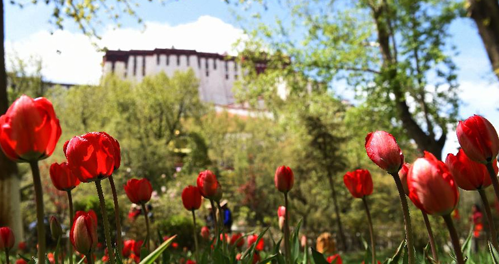 郁金香盛开在雪域高原