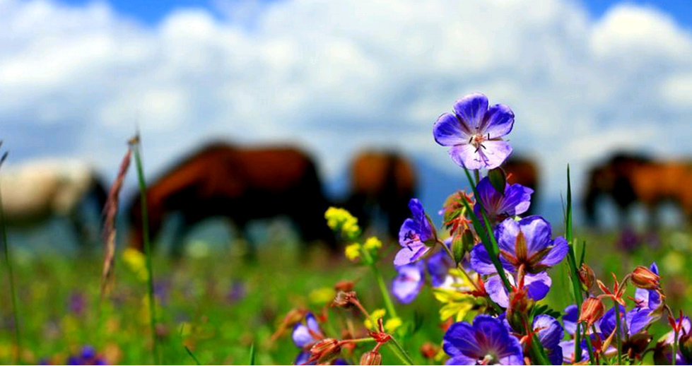 甘肃祁连山下草原花开正美宛如油画