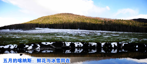 五月的喀纳斯：鲜花与冰雪同在