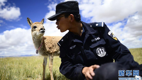 可可西里生态保护纪实