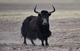 从惨遭破坏到生机盎然