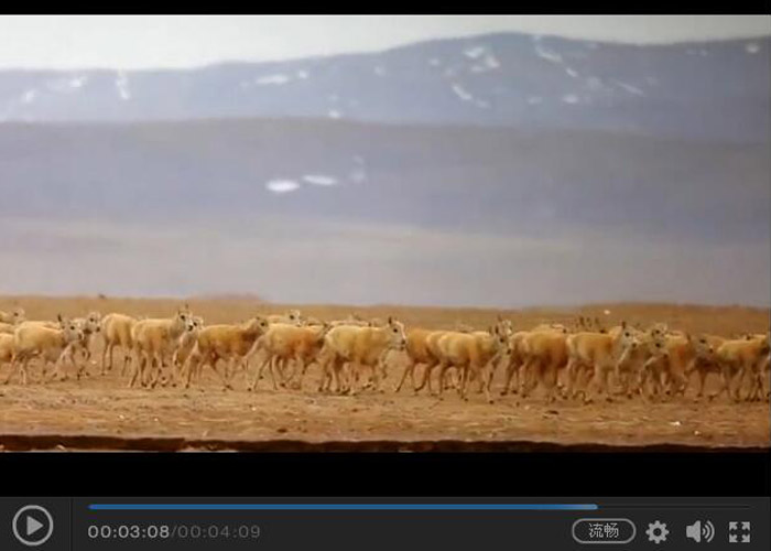 可可西里申遗成功！这片&ldquo;荒野&rdquo;竟然这么美？