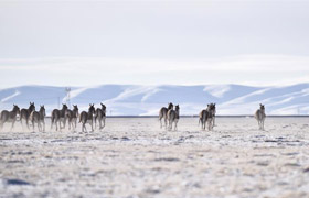 可可西里生态保护纪实