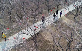 河北巨鹿：杏花开放迎客来