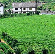 茶区变景区：湄潭打造茶旅一体化生态发展样本