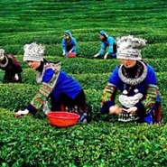 湄潭：一片茶叶托举梦想