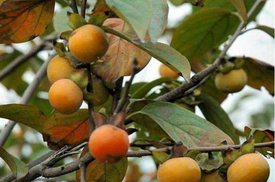 &ldquo;黔货出山&rdquo;要做优生态产品