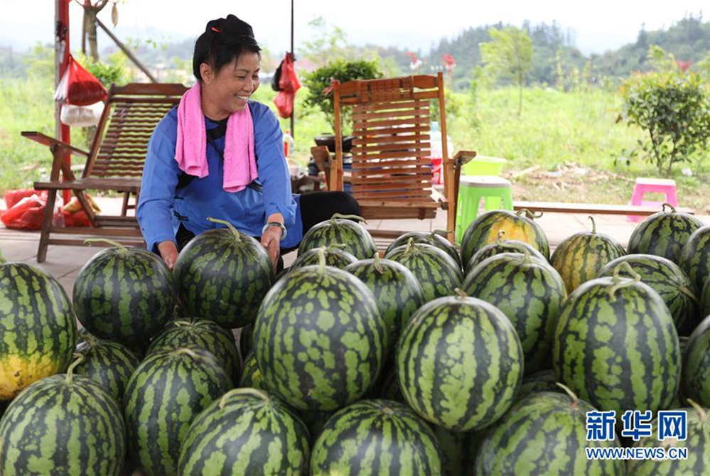贵州榕江：西瓜喜获丰收