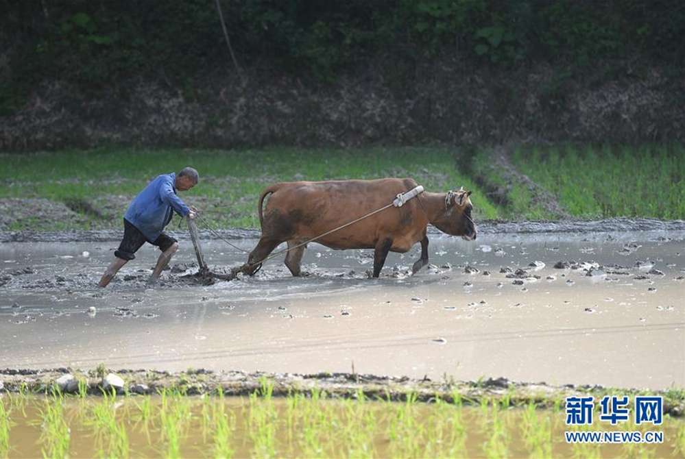 黔北打田插秧忙