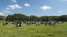 新设立的国家森林公园