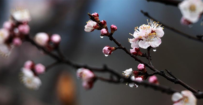 山东：春雨润花