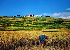 铜奖作品：《秋》