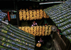 优秀作品：《秋韵农家》