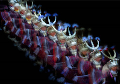 优秀作品：《百鸟衣进行曲》