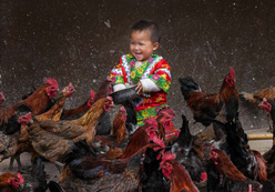 优秀作品：《鸡娃》