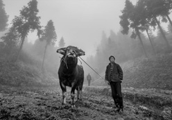 优秀作品：《牛气冲天》