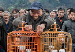 优秀作品：《斗鸟的味儿》