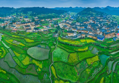 优秀作品：《高要春韵》