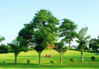 喧嚣中的宁静 寻找伦敦的城中绿地